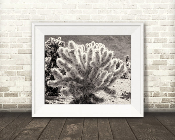 Teddy Bear Cholla Cactus Photograph Sepia