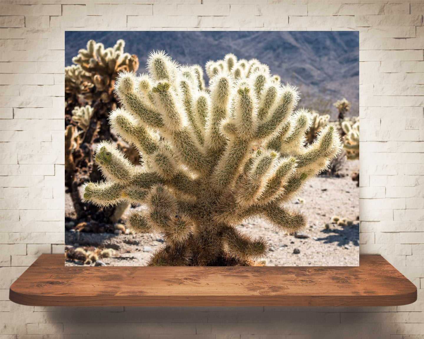 Teddy Bear Cholla Cactus Photograph