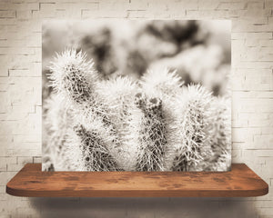 Cactus Photograph Sepia