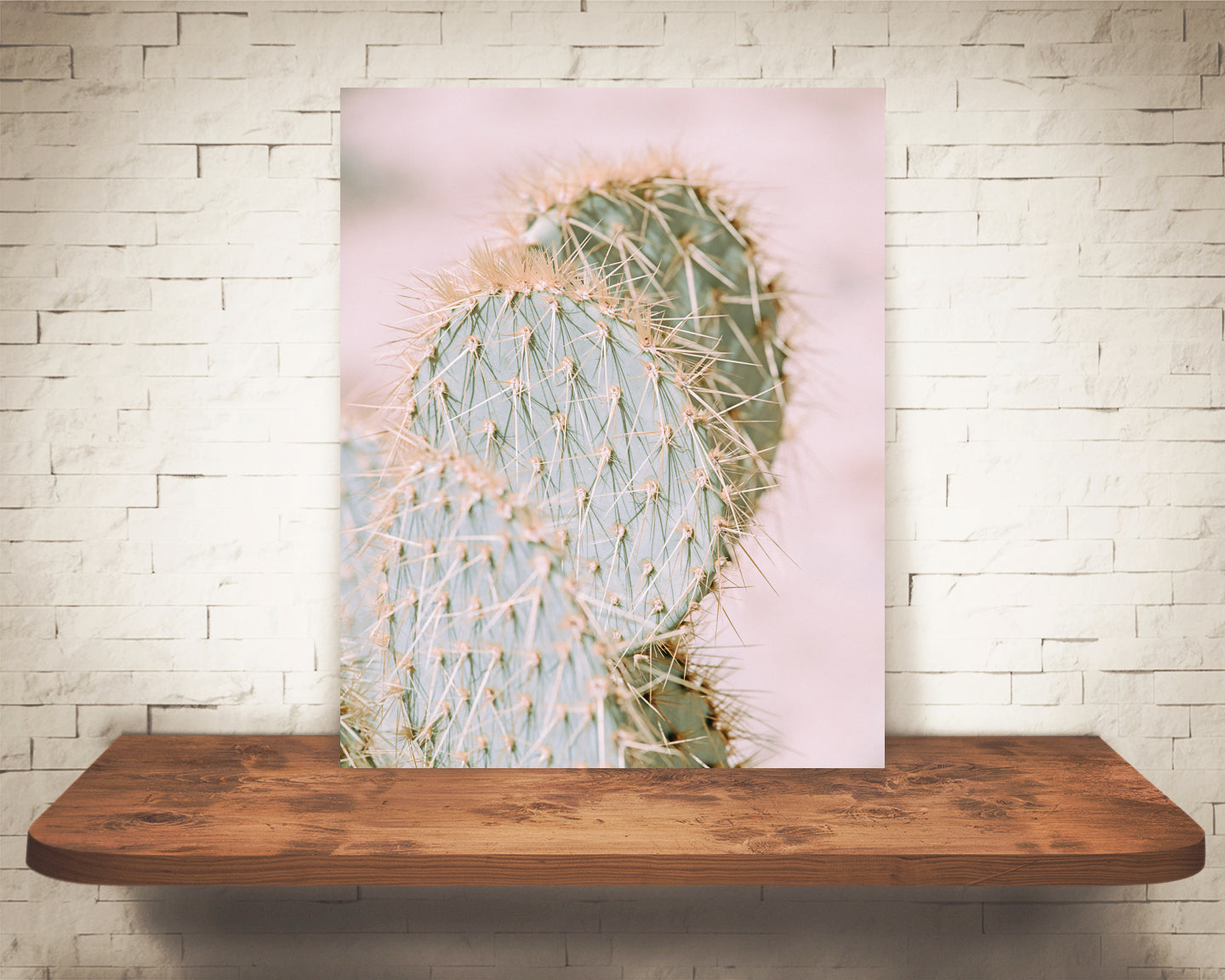 Pink Cactus Photograph