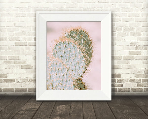 Pink Cactus Photograph
