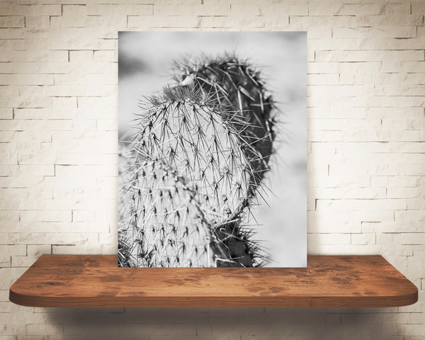 Cactus Photograph Black White