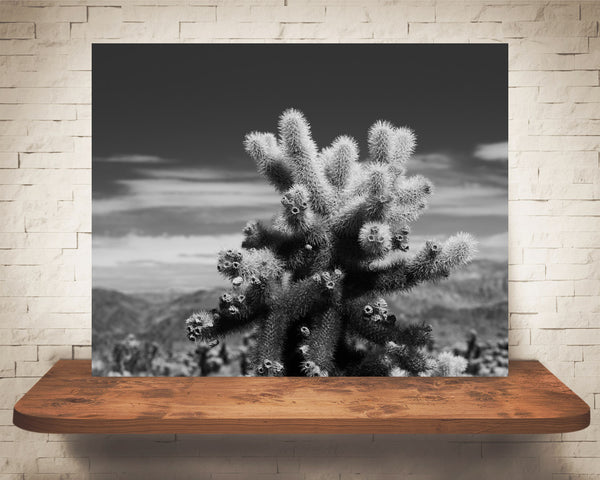Teddy Bear Cholla Cactus Photograph Black White