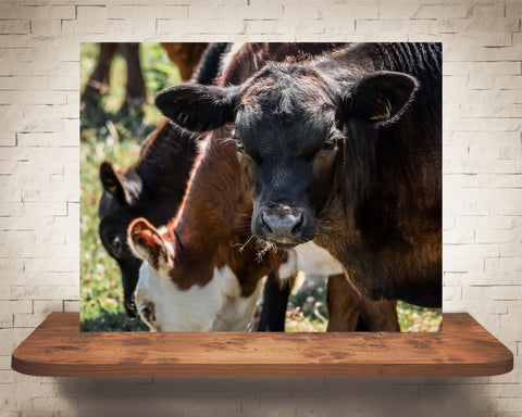 Cow Calf Photograph