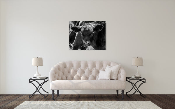 Cow Calf Photograph Black White