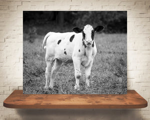 Cow Calf Photograph Black White