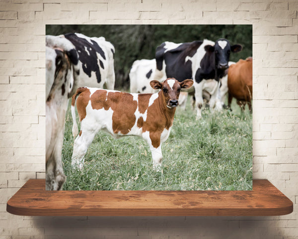 Cow Calf Photograph