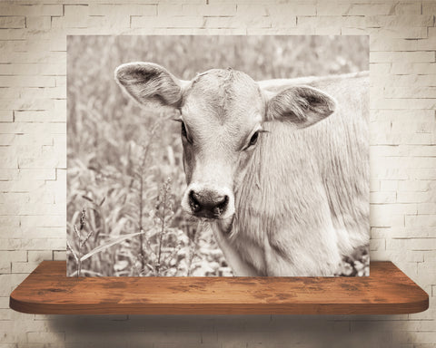 Brown Swiss Cow Photograph Sepia