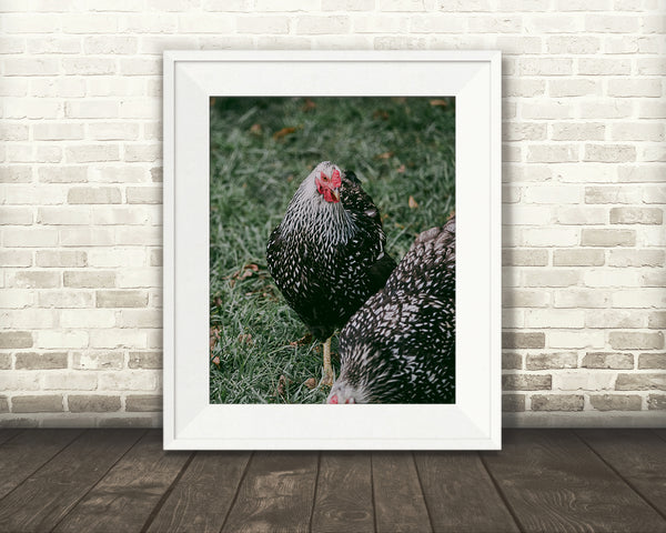 Chicken Photograph
