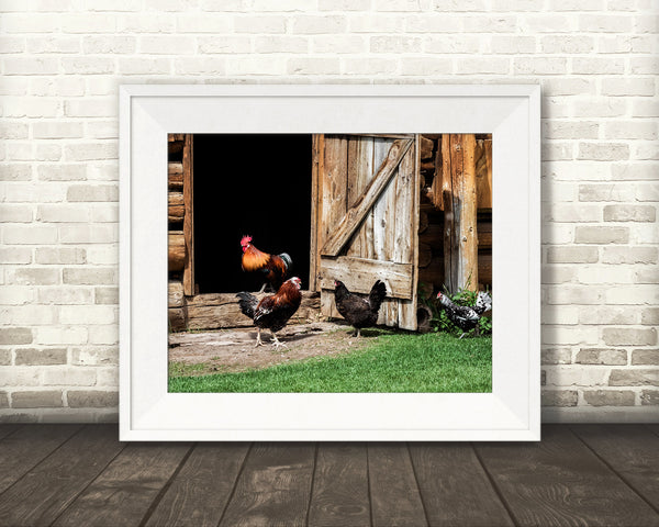 Chicken Photograph