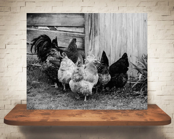 Chicken Photograph Black White