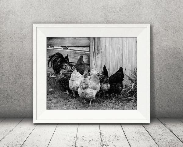Chicken Photograph Black White
