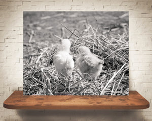 Chicks Photograph Black White