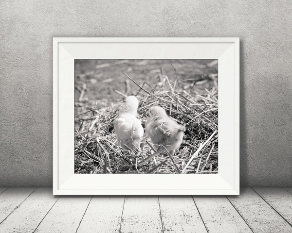 Chicks Photograph Black White
