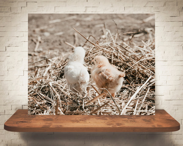 Chicks Photograph
