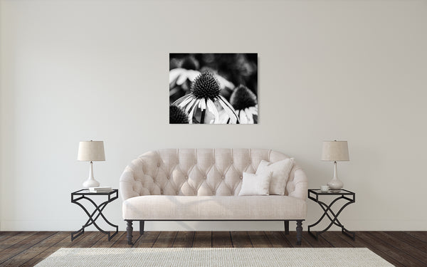 Coneflower Photograph Black White