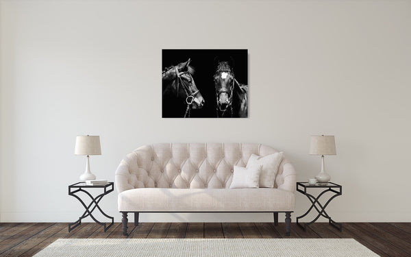Horse Pony Photograph Black White