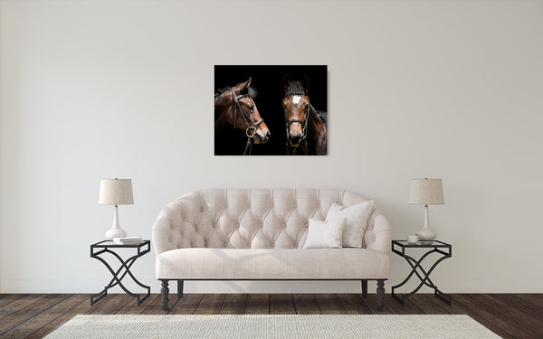Horse Pony Photograph