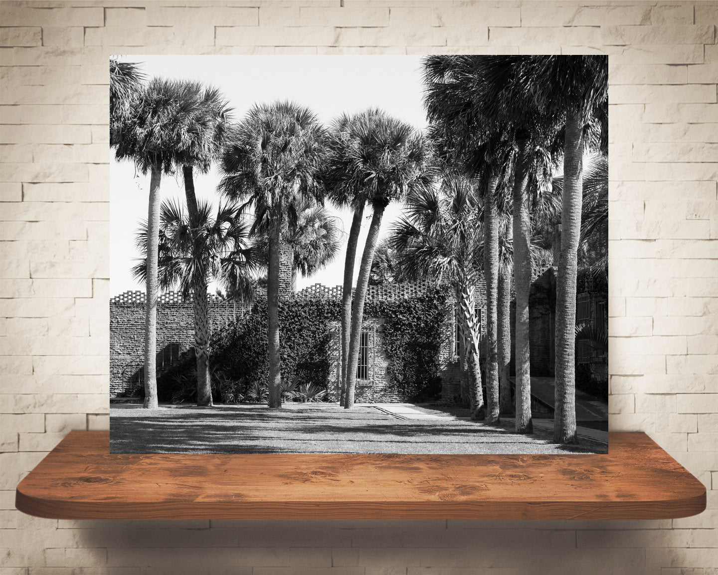 Palm Tree Courtyard Photograph Black White