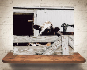 Holstein Cow Photograph