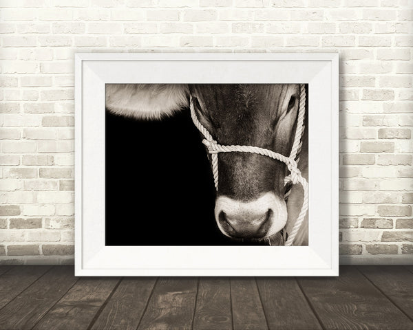 Brown Swiss Cow Photograph Sepia