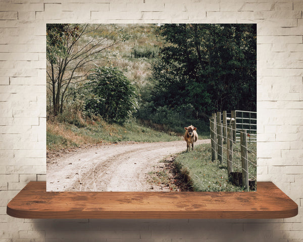 Country Road Cow Photograph