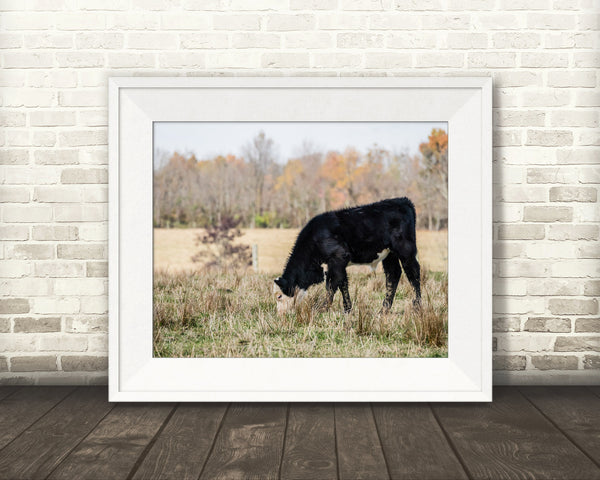 Black Hereford Cow Photograph