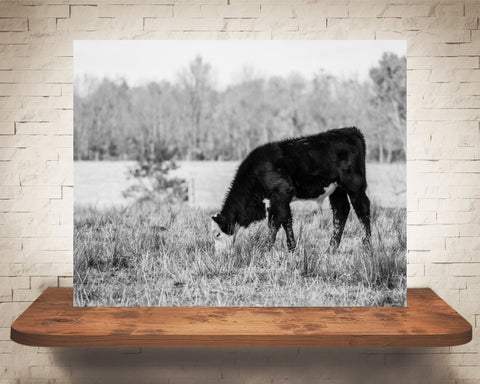Black Hereford Cow Photograph Black White