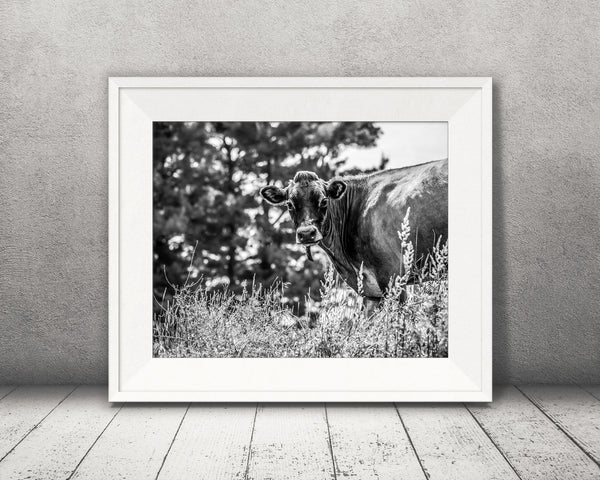 Jersey Cow Photograph Black White