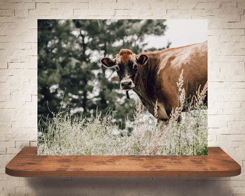 Jersey Cow Photograph