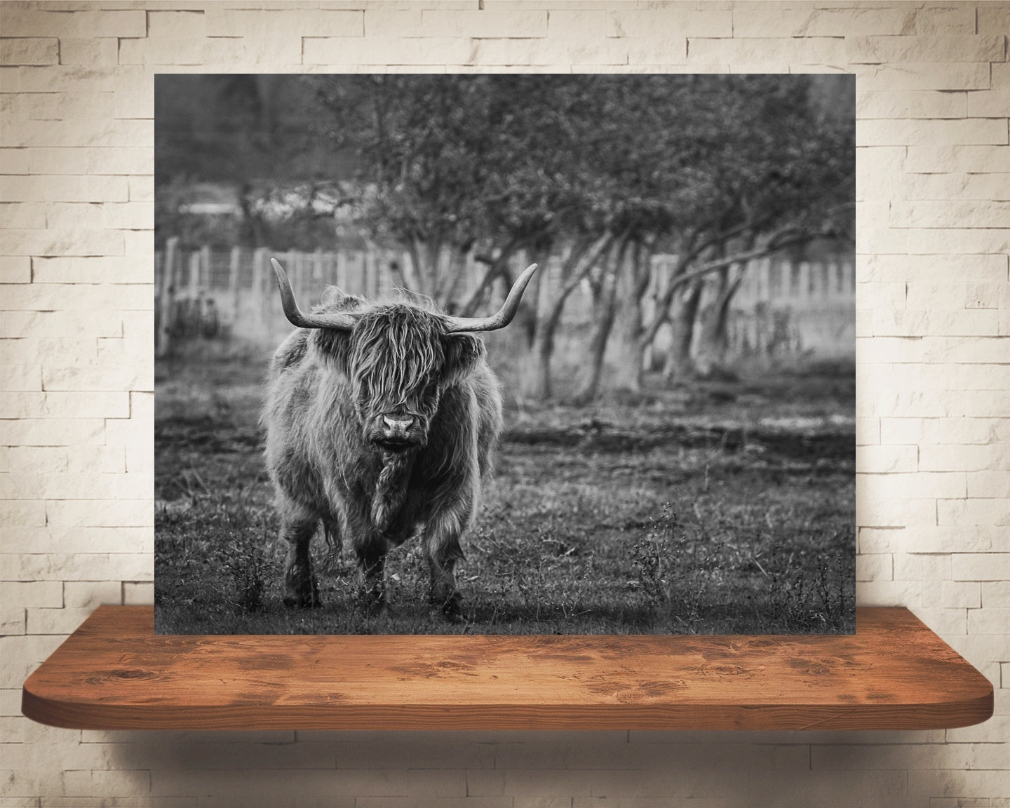 Scottish Highland Cow Photograph Black White
