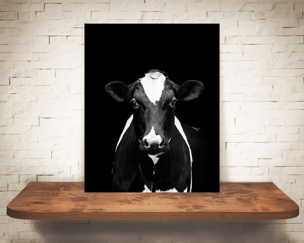 Holstein Cow Photograph Black White