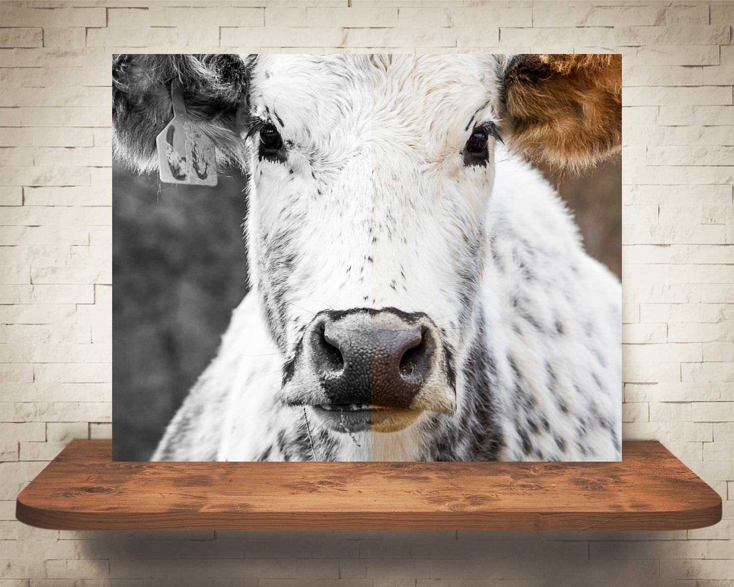 Cow Photograph Color and Black White Mix