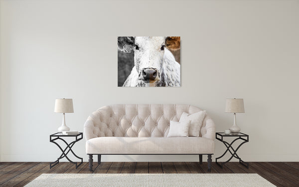 Cow Photograph Color and Black White Mix