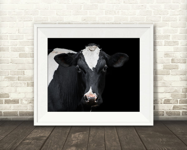 Holstein Cow Photograph