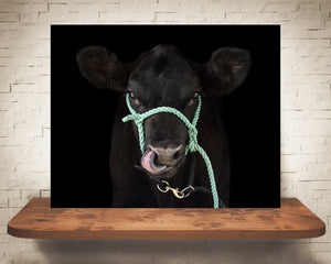 Black Angus Cow Photograph