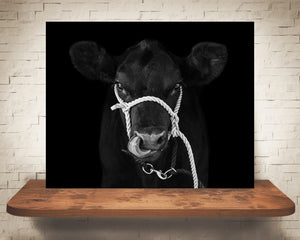 Black Angus Cow Photograph Black White
