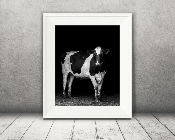 Holstein Cow Photograph Black White