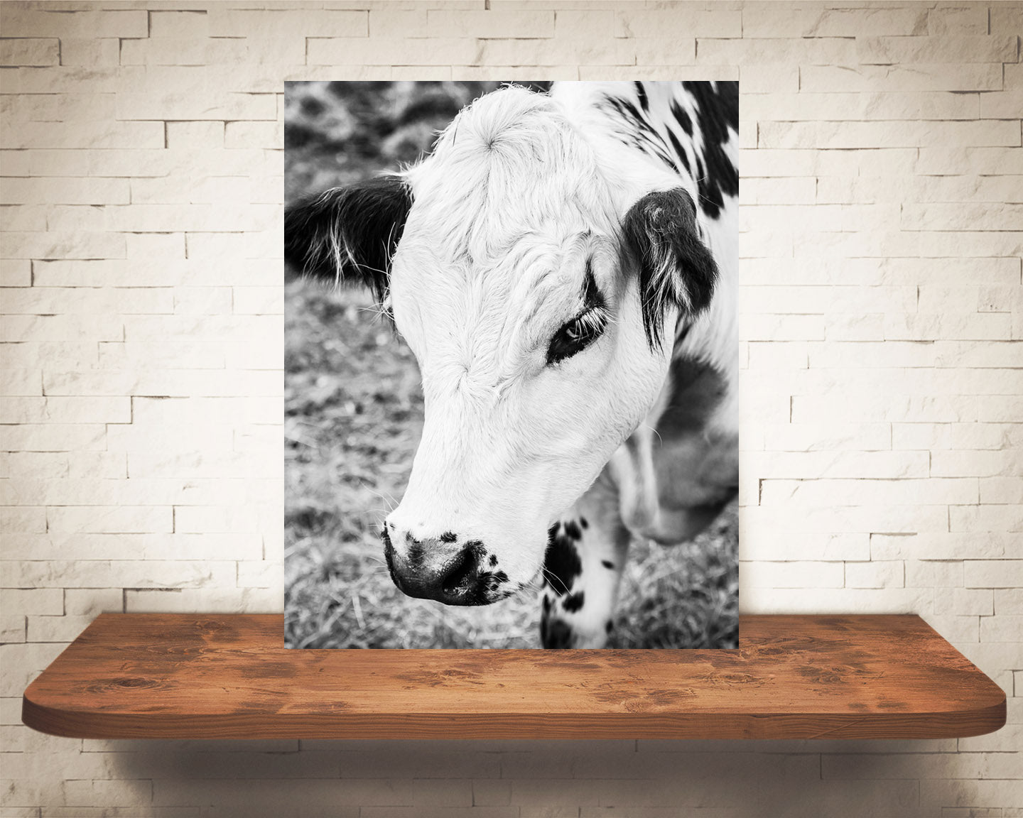 Cow Photograph Black White