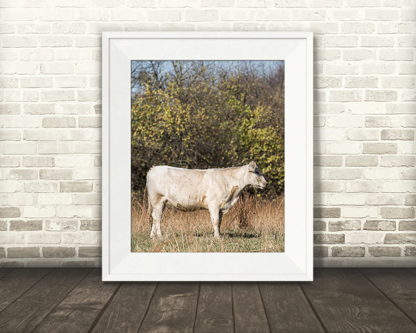 White Cow Photograph