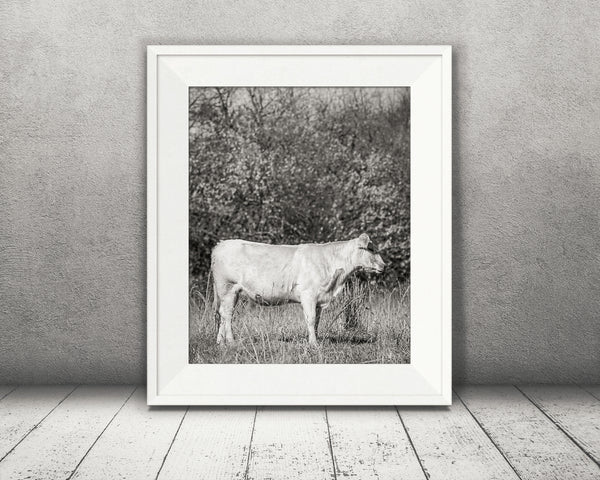 White Cow Photograph Black White