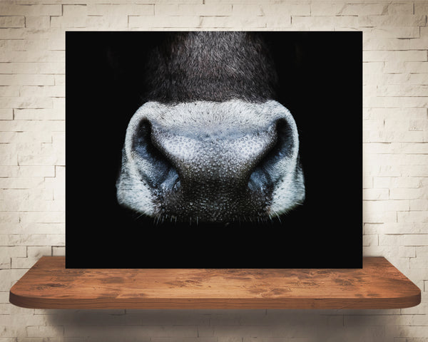 Cow Nose Photograph