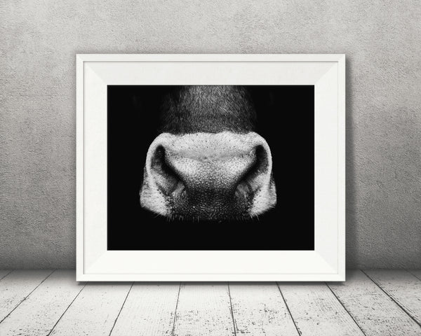 Cow Nose Photograph Black White
