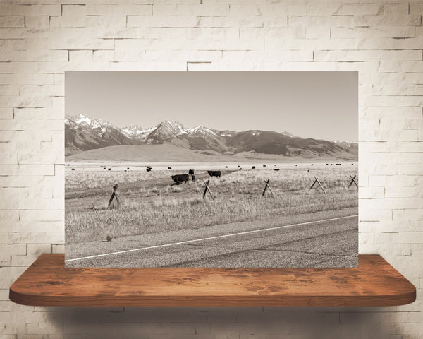 Cow Field Mountain Photograph