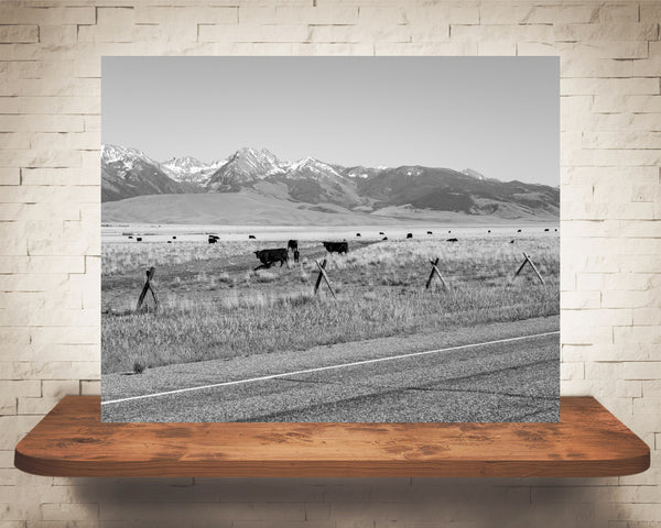 Cow Field Mountain Photograph