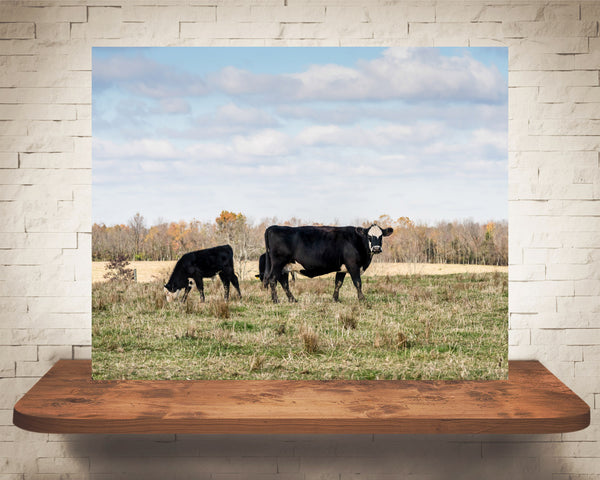 Black Hereford Cow Photograph
