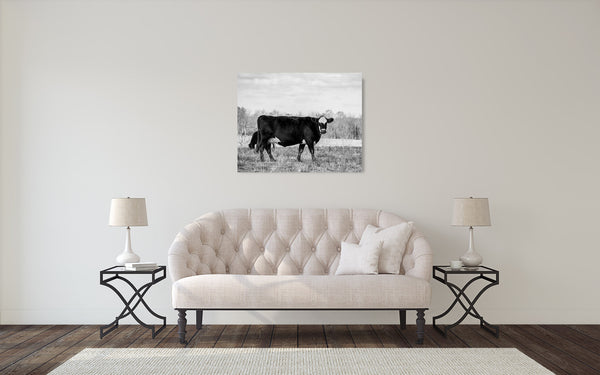 Black Hereford Cow Photograph Black White