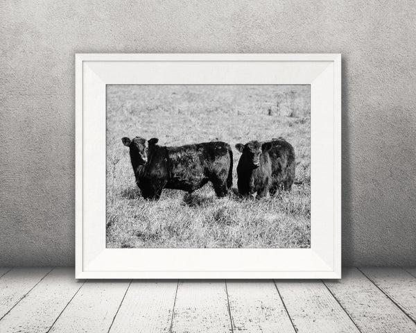 Black Angus Cows Photograph Black White