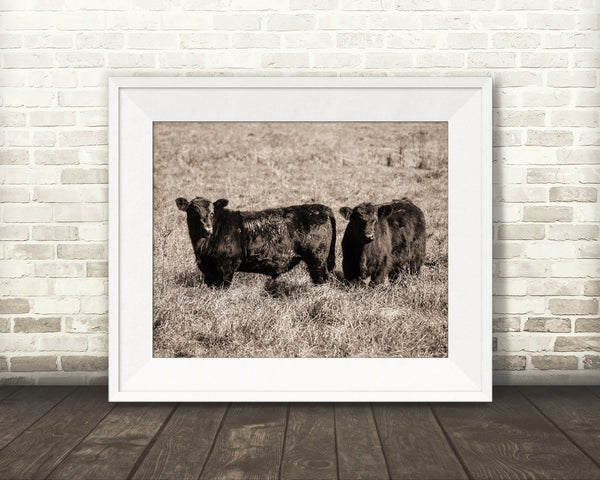 Black Angus Cows Photograph Sepia
