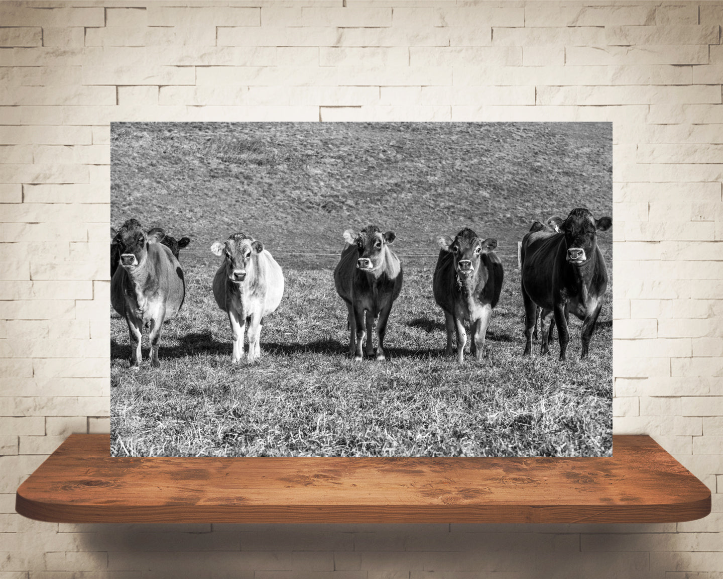 Jersey Cows Photograph Black White